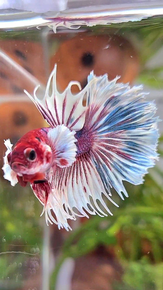 CROWNTAIL DUMBO EAR PURPLE CANDY MULTICOLOR RED HEAD BETTA FISH