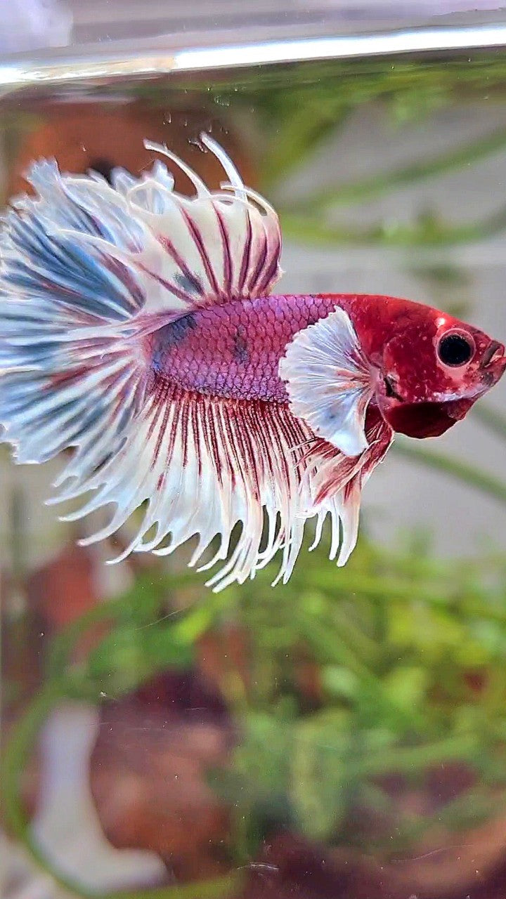 CROWNTAIL DUMBO EAR PURPLE CANDY MULTICOLOR RED HEAD BETTA FISH