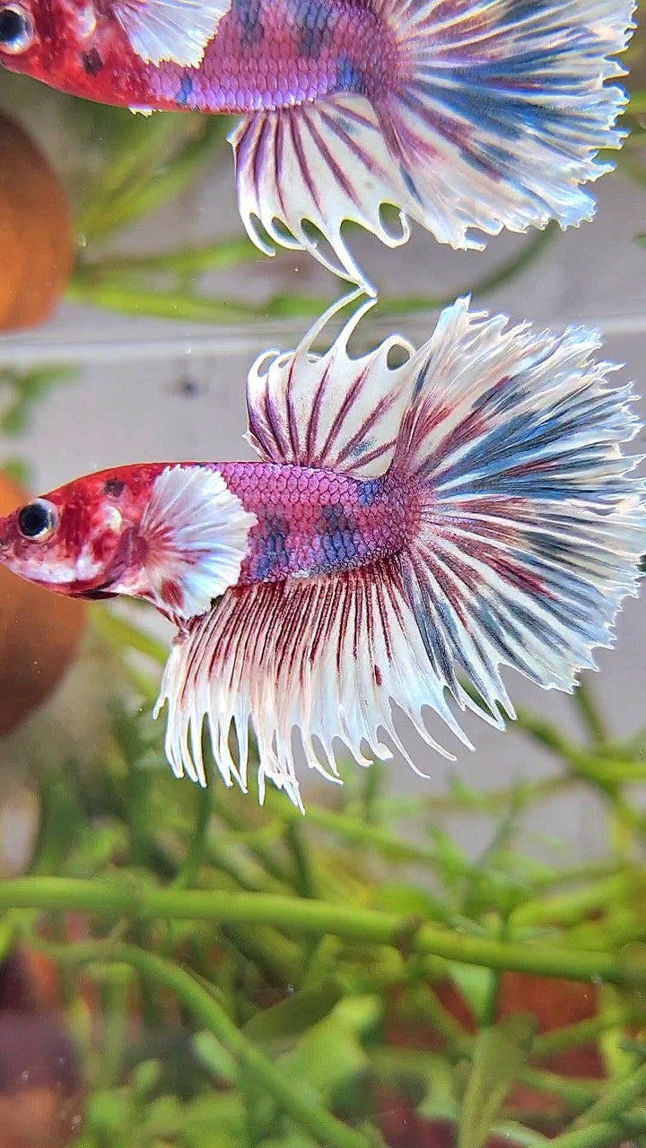 CROWNTAIL DUMBO EAR PURPLE CANDY MULTICOLOR RED HEAD BETTA FISH