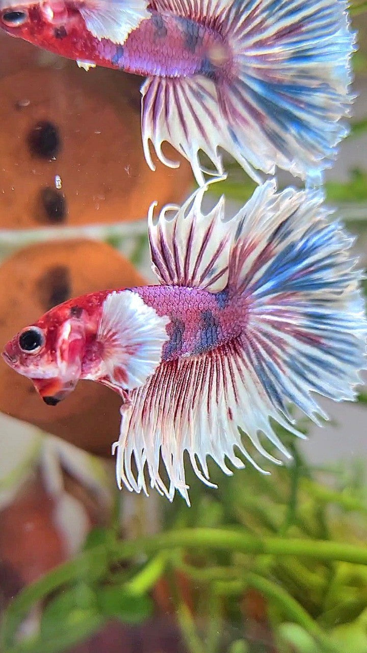 CROWNTAIL DUMBO EAR PURPLE CANDY MULTICOLOR RED HEAD BETTA FISH