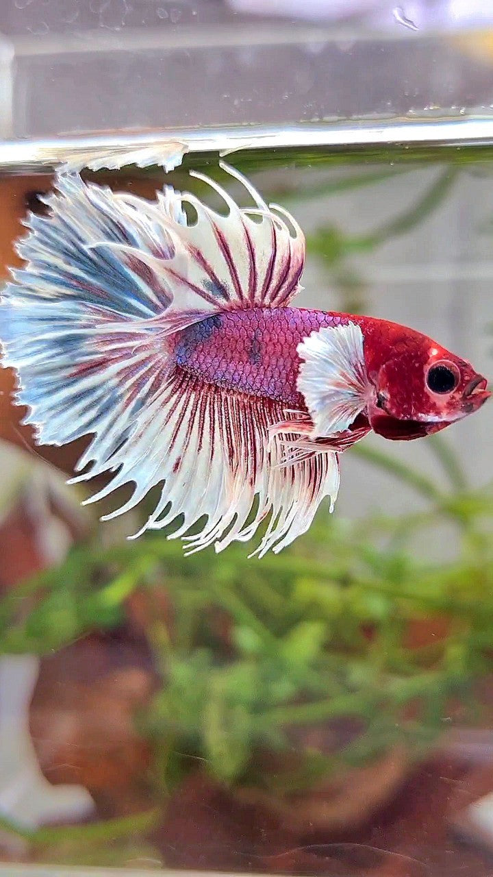 CROWNTAIL DUMBO EAR PURPLE CANDY MULTICOLOR RED HEAD BETTA FISH