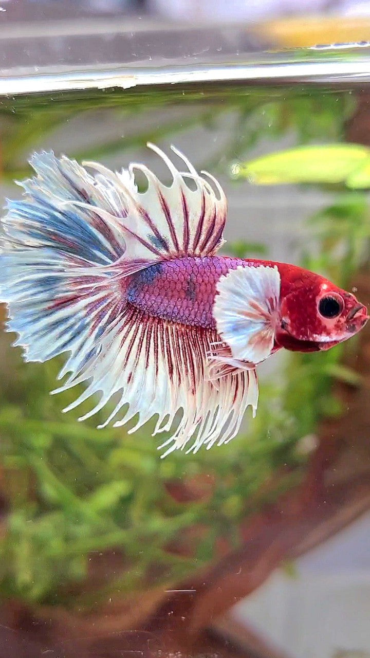 CROWNTAIL DUMBO EAR PURPLE CANDY MULTICOLOR RED HEAD BETTA FISH