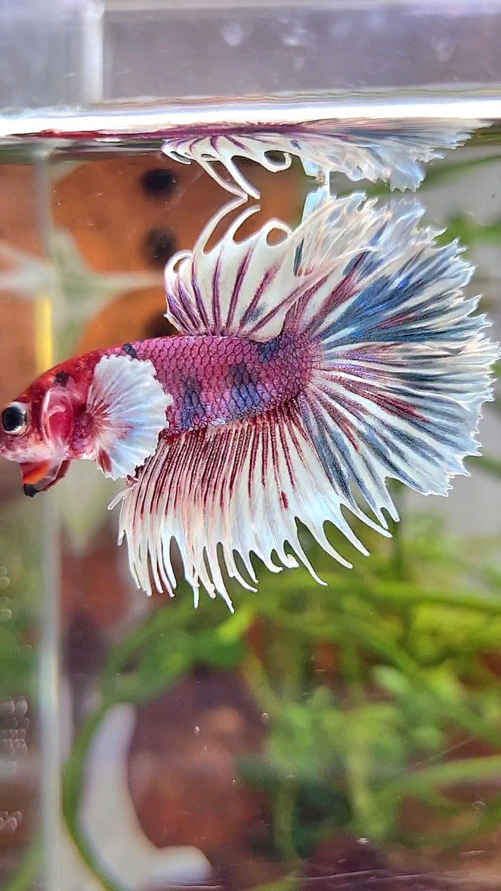 CROWNTAIL DUMBO EAR PURPLE CANDY MULTICOLOR RED HEAD BETTA FISH
