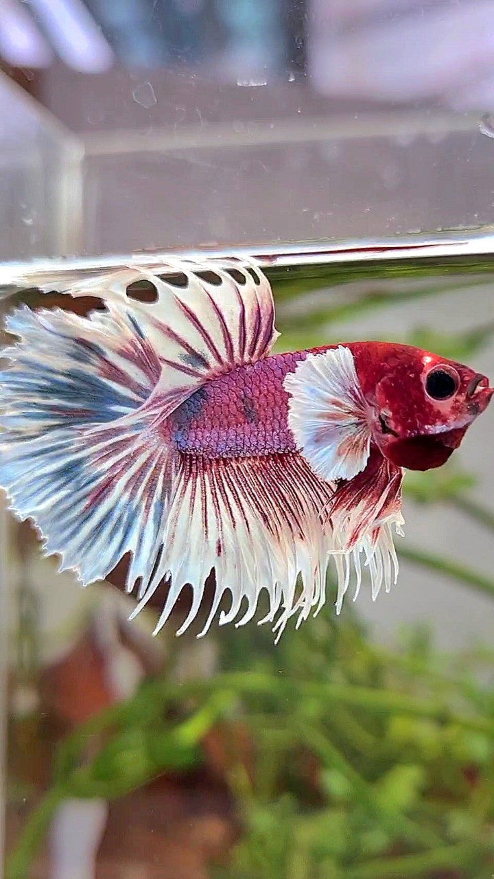CROWNTAIL DUMBO EAR PURPLE CANDY MULTICOLOR RED HEAD BETTA FISH