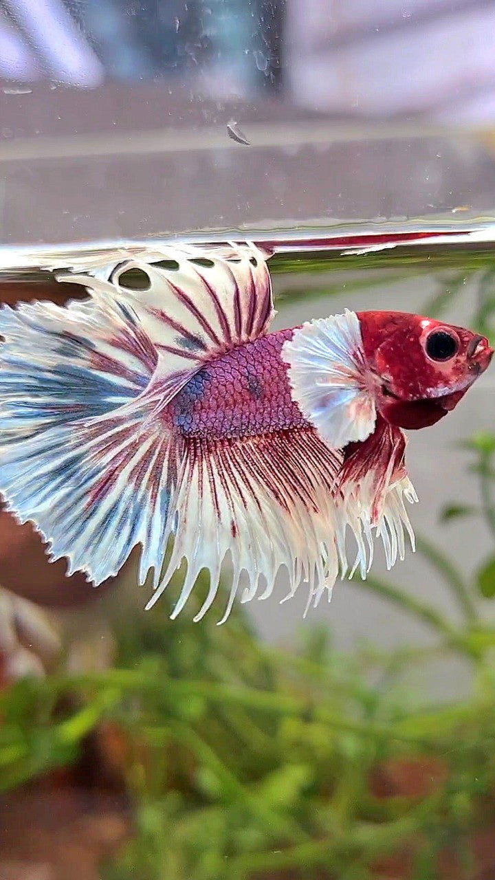 CROWNTAIL DUMBO EAR PURPLE CANDY MULTICOLOR RED HEAD BETTA FISH