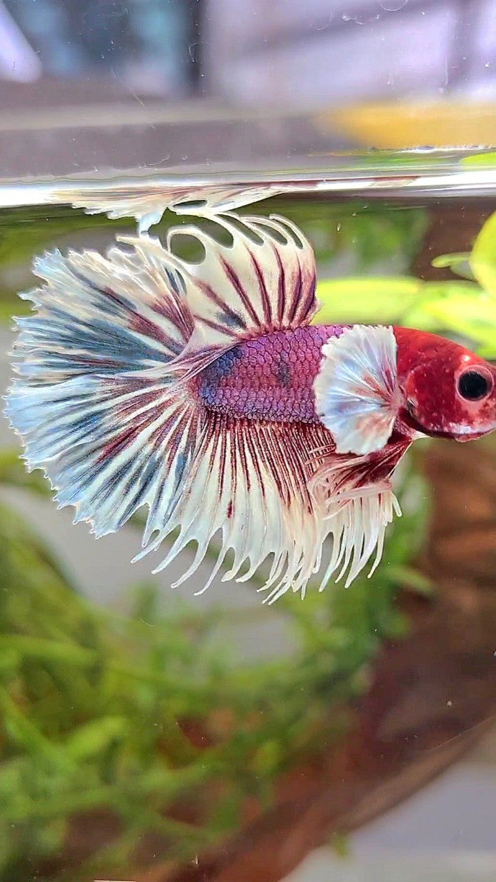 CROWNTAIL DUMBO EAR PURPLE CANDY MULTICOLOR RED HEAD BETTA FISH