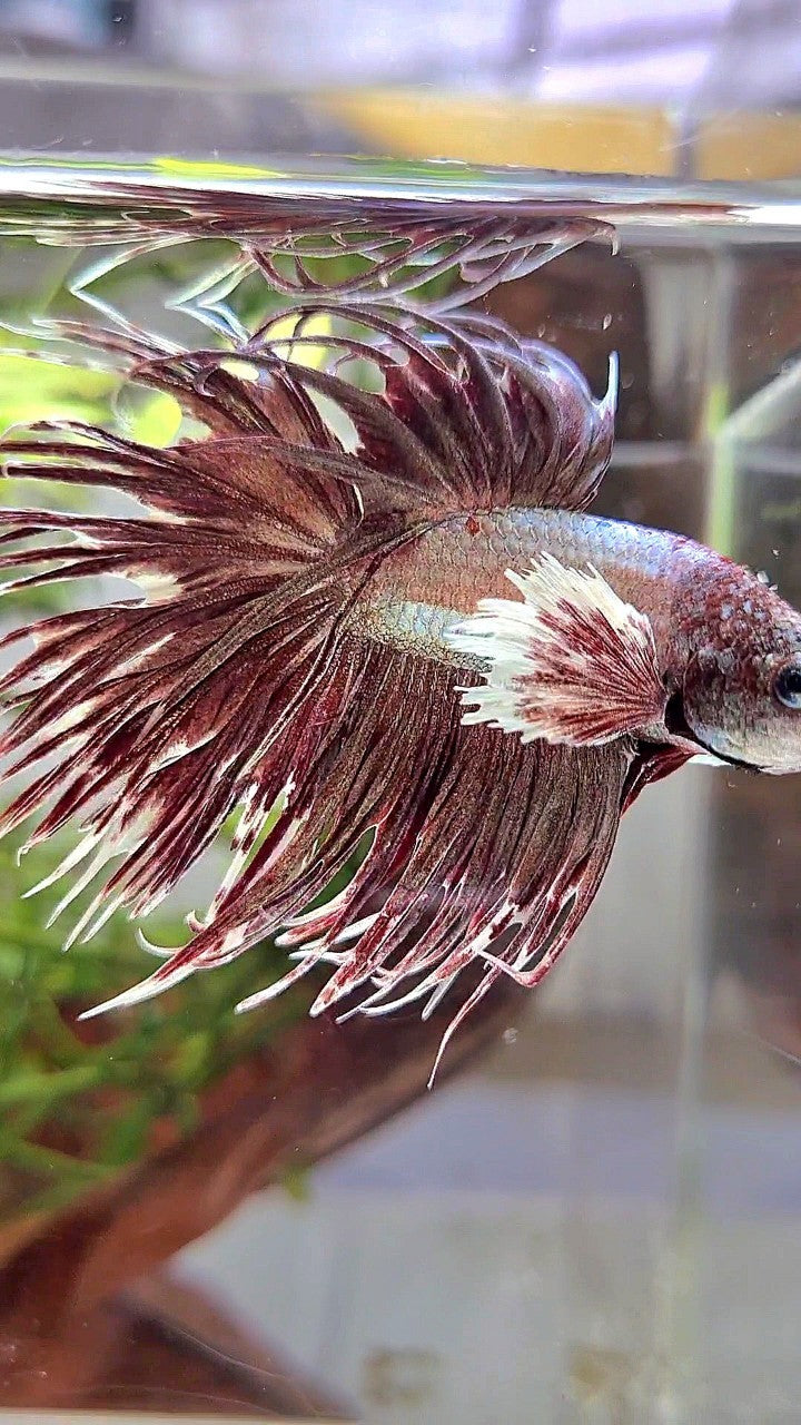 CROWNTAIL DUMBO EAR ROSEGOLD BETTA FISH