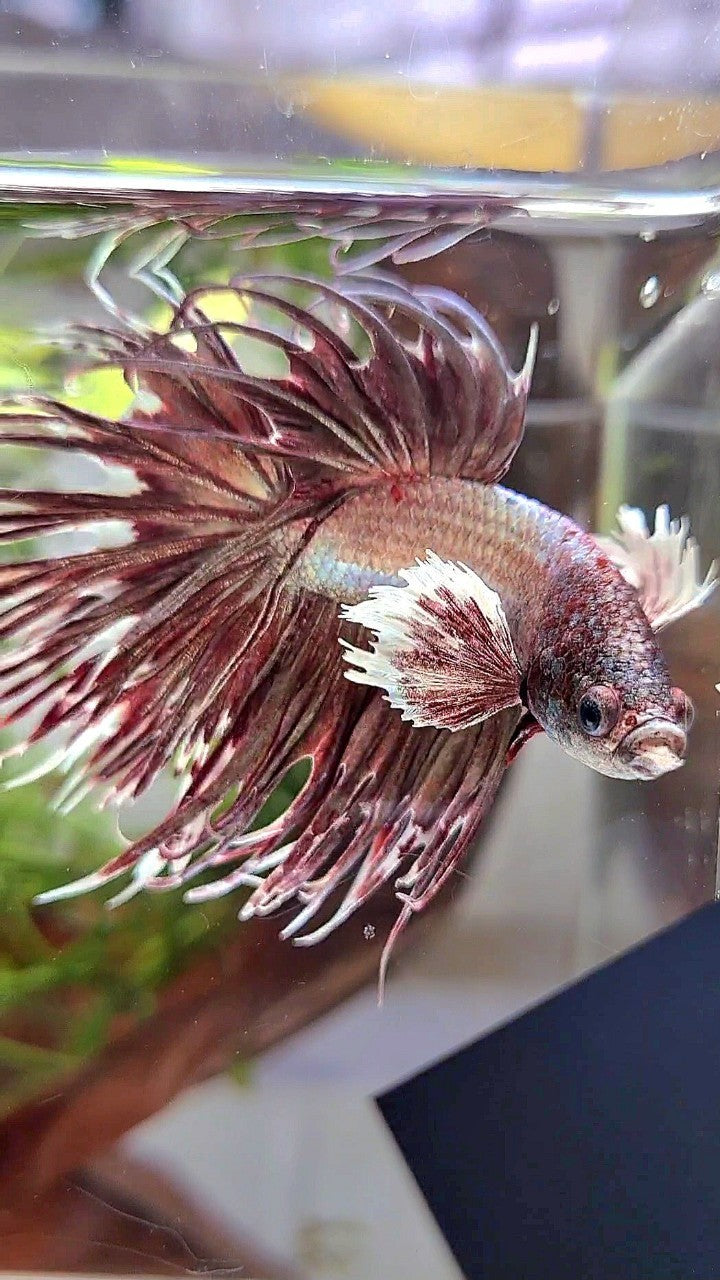 CROWNTAIL DUMBO EAR ROSEGOLD BETTA FISH
