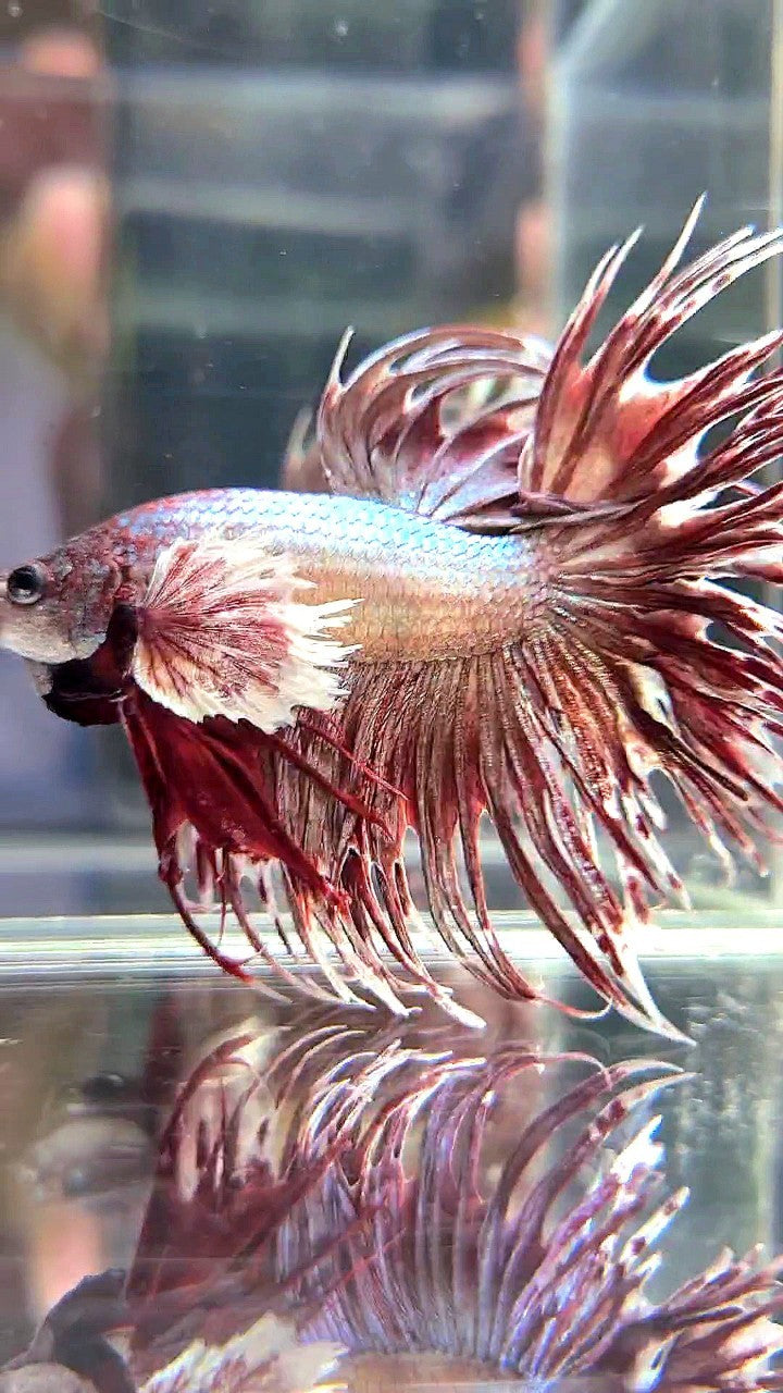 CROWNTAIL DUMBO EAR ROSEGOLD BETTA FISH