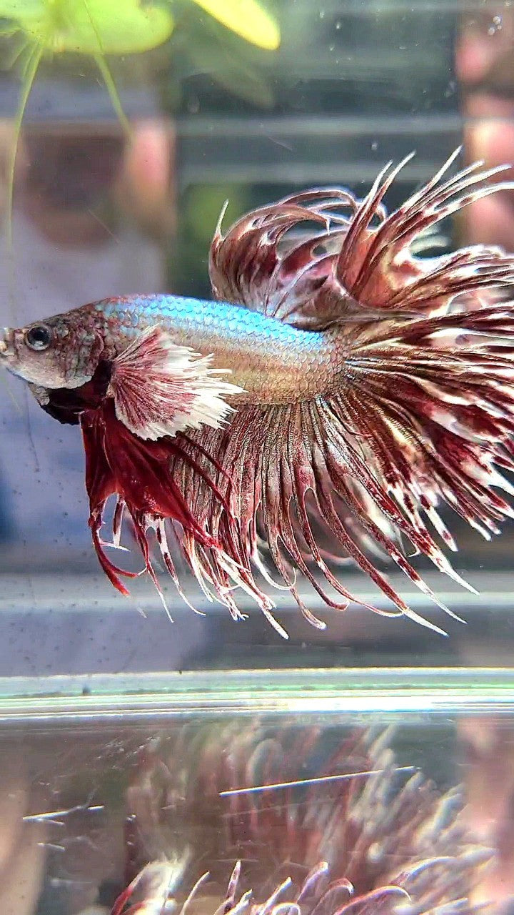 CROWNTAIL DUMBO EAR ROSEGOLD BETTA FISH
