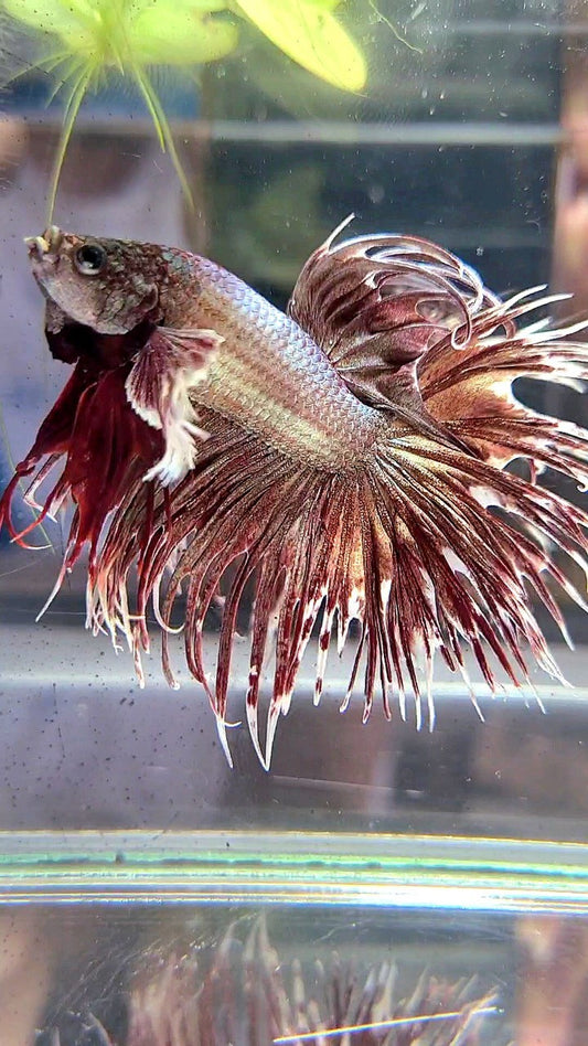 CROWNTAIL DUMBO EAR ROSEGOLD BETTA FISH