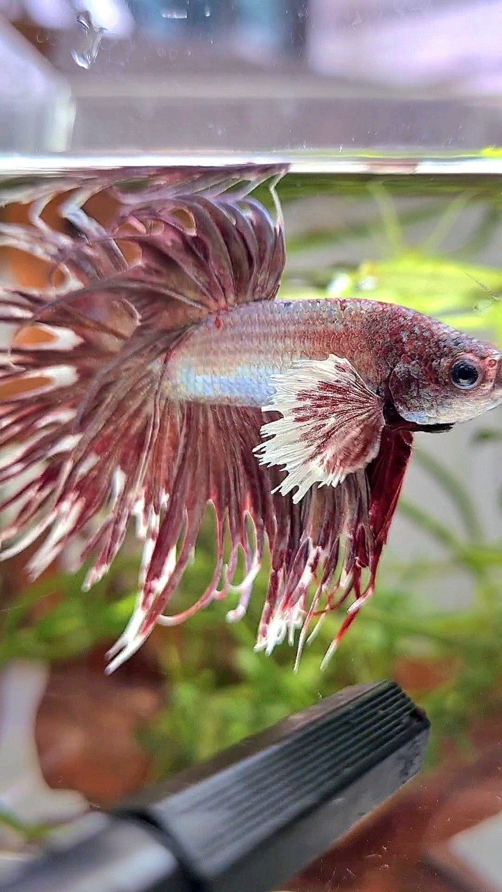 CROWNTAIL DUMBO EAR ROSEGOLD BETTA FISH