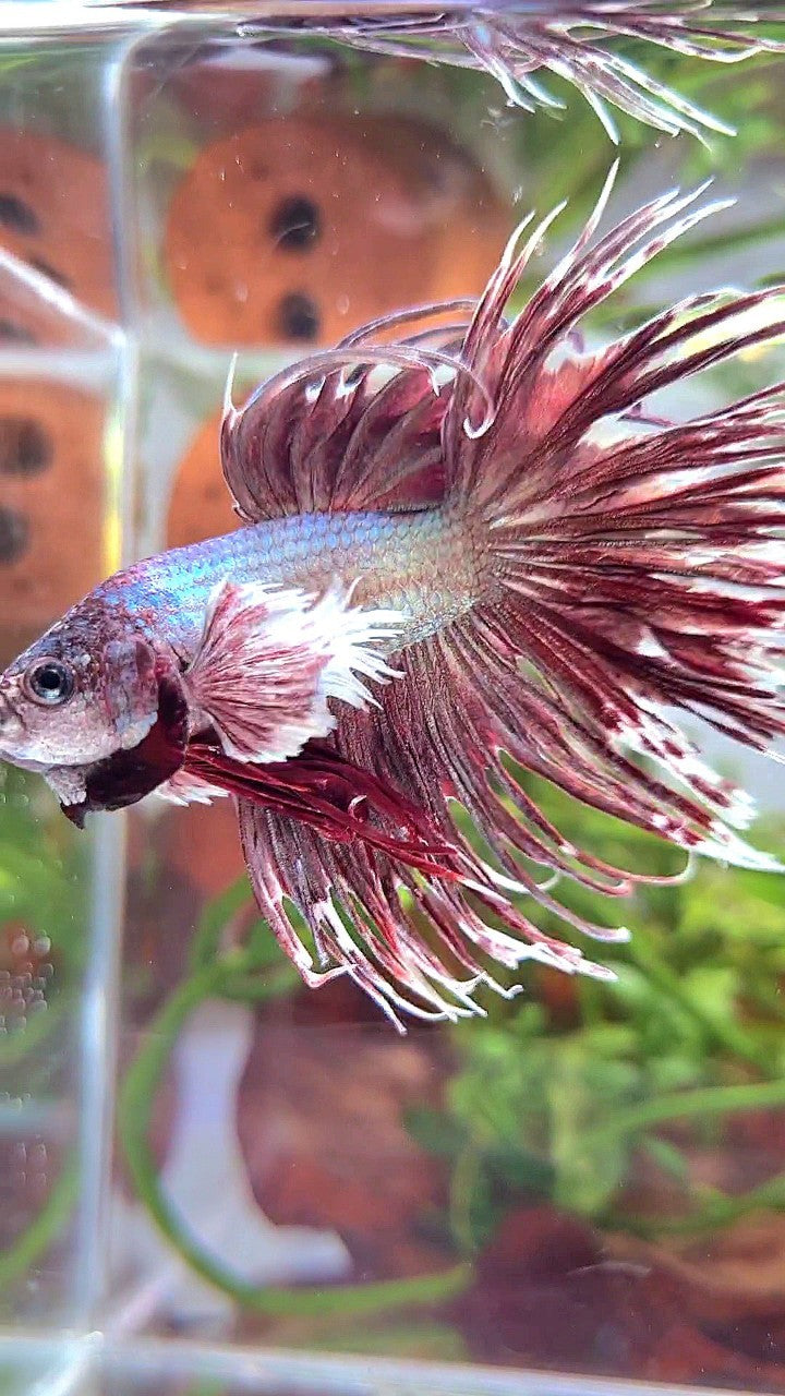CROWNTAIL DUMBO EAR ROSEGOLD BETTA FISH