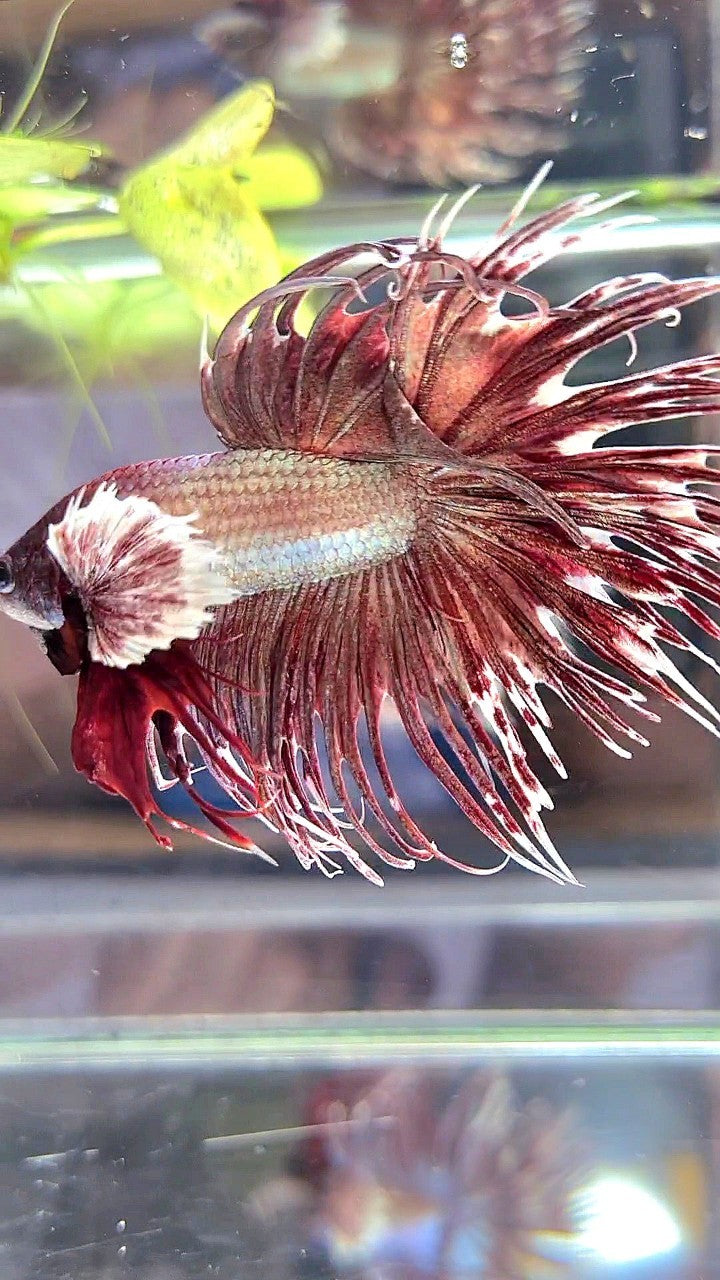 CROWNTAIL DUMBO EAR ROSEGOLD BETTA FISH