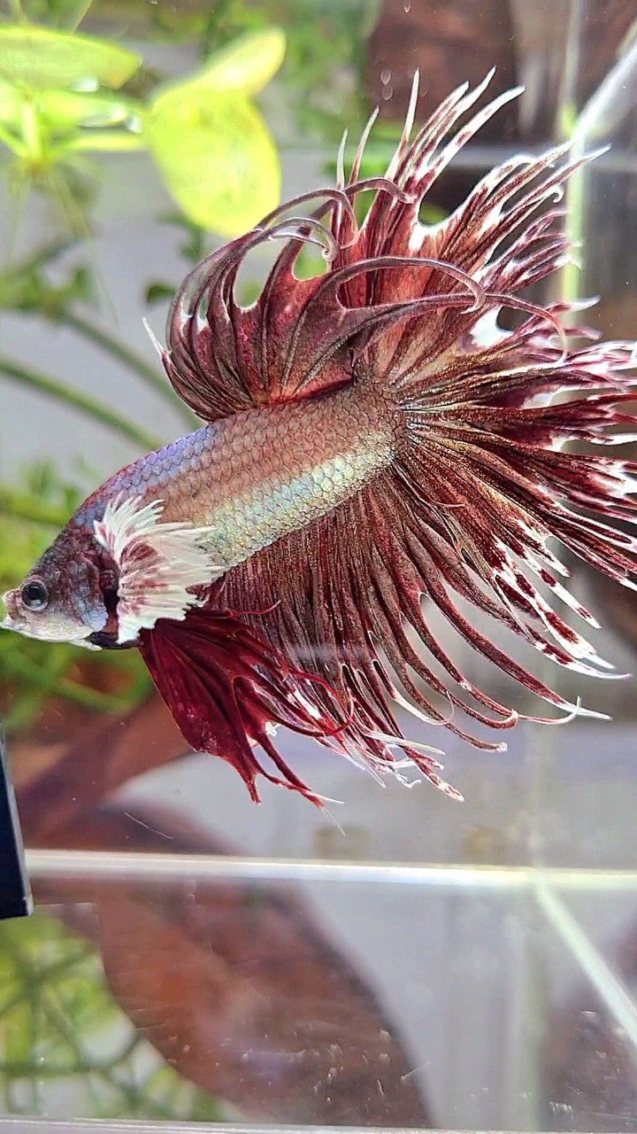 CROWNTAIL DUMBO EAR ROSEGOLD BETTA FISH
