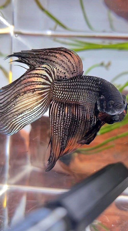 XL VEILTAIL BLACK COPPER ORANGE WASH BETTA FISH