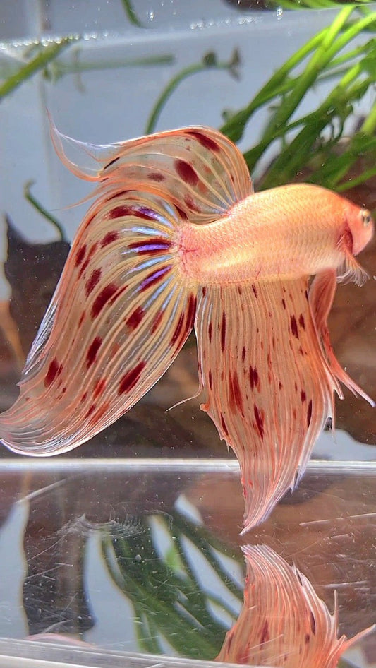 XL VEILTAIL ARMAGEDDON PREMIUM BETTA FISH