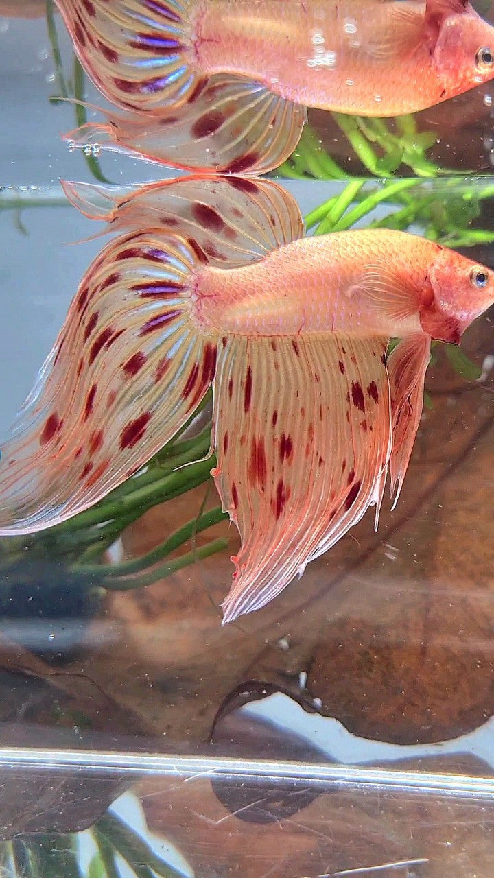 XL VEILTAIL ARMAGEDDON PREMIUM BETTA FISH