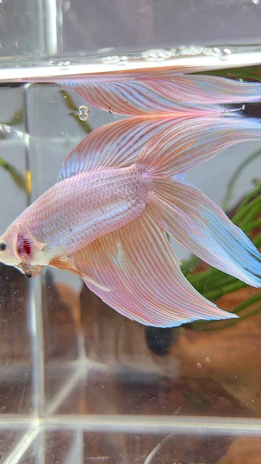 XL VEILTAIL DOUBLE TAIL PEACH UNICORN BETTA FISH