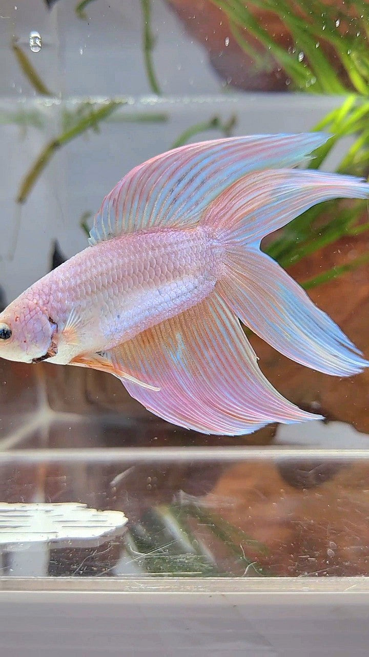 XL VEILTAIL DOUBLE TAIL PEACH UNICORN BETTA FISH