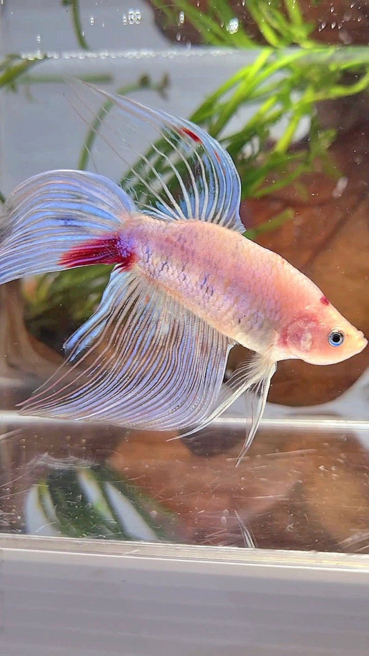 XL VEILTAIL KOI RED TANCHO BETTA FISH