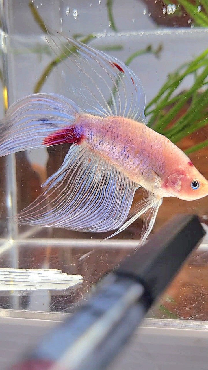 XL VEILTAIL KOI RED TANCHO BETTA FISH