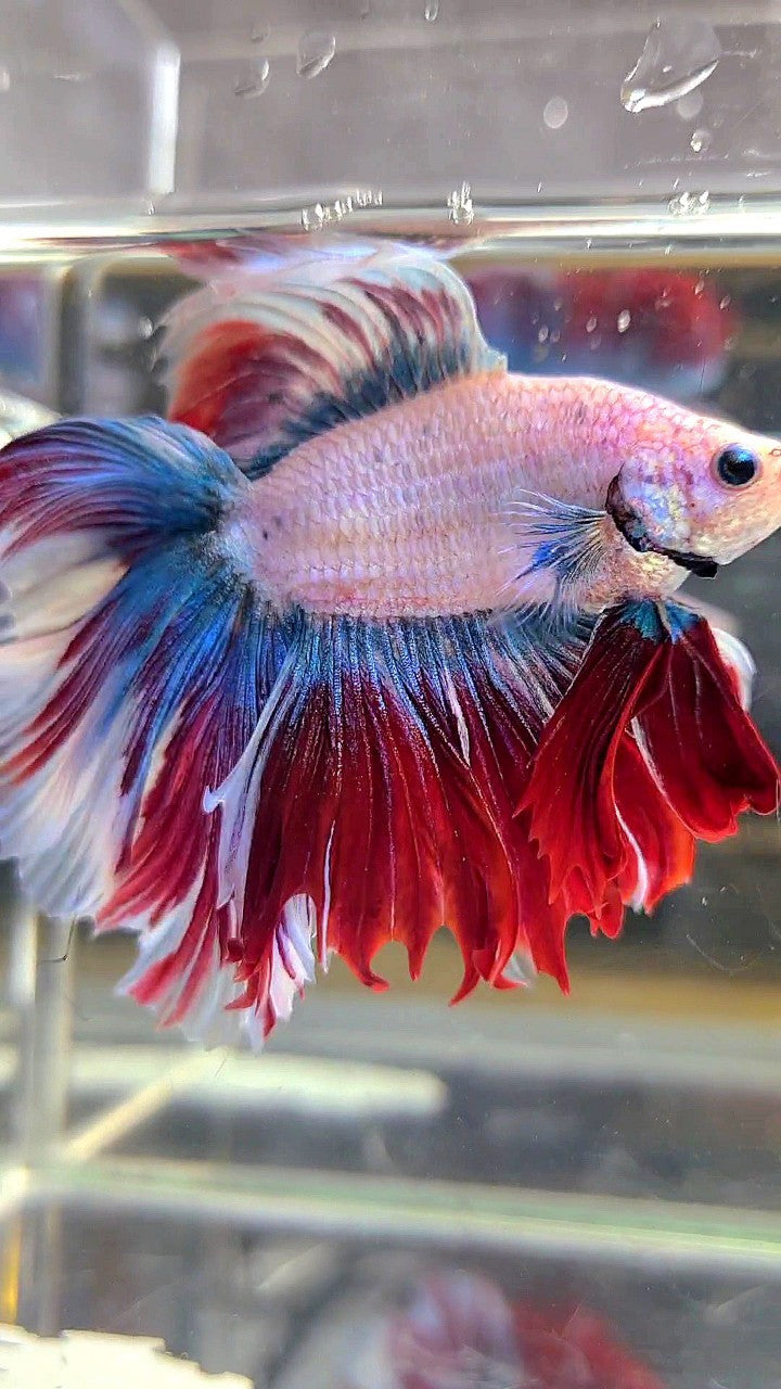 XXL HALFMOON DOUBLE TAIL BLUE RED MASCOT WAROCHAI BETTA FISH
