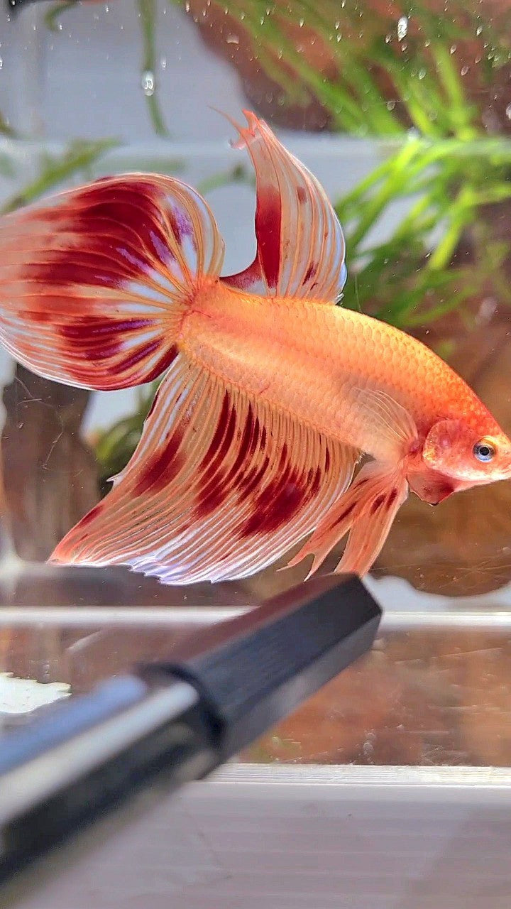 XL VEILTAIL ARMAGEDDON BETTA FISH