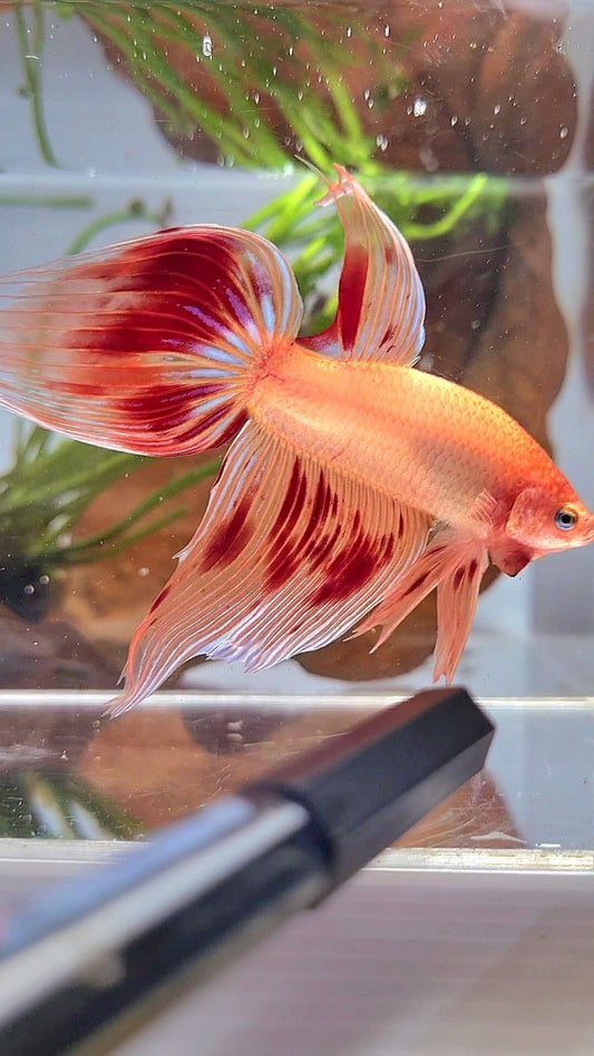 XL VEILTAIL ARMAGEDDON BETTA FISH