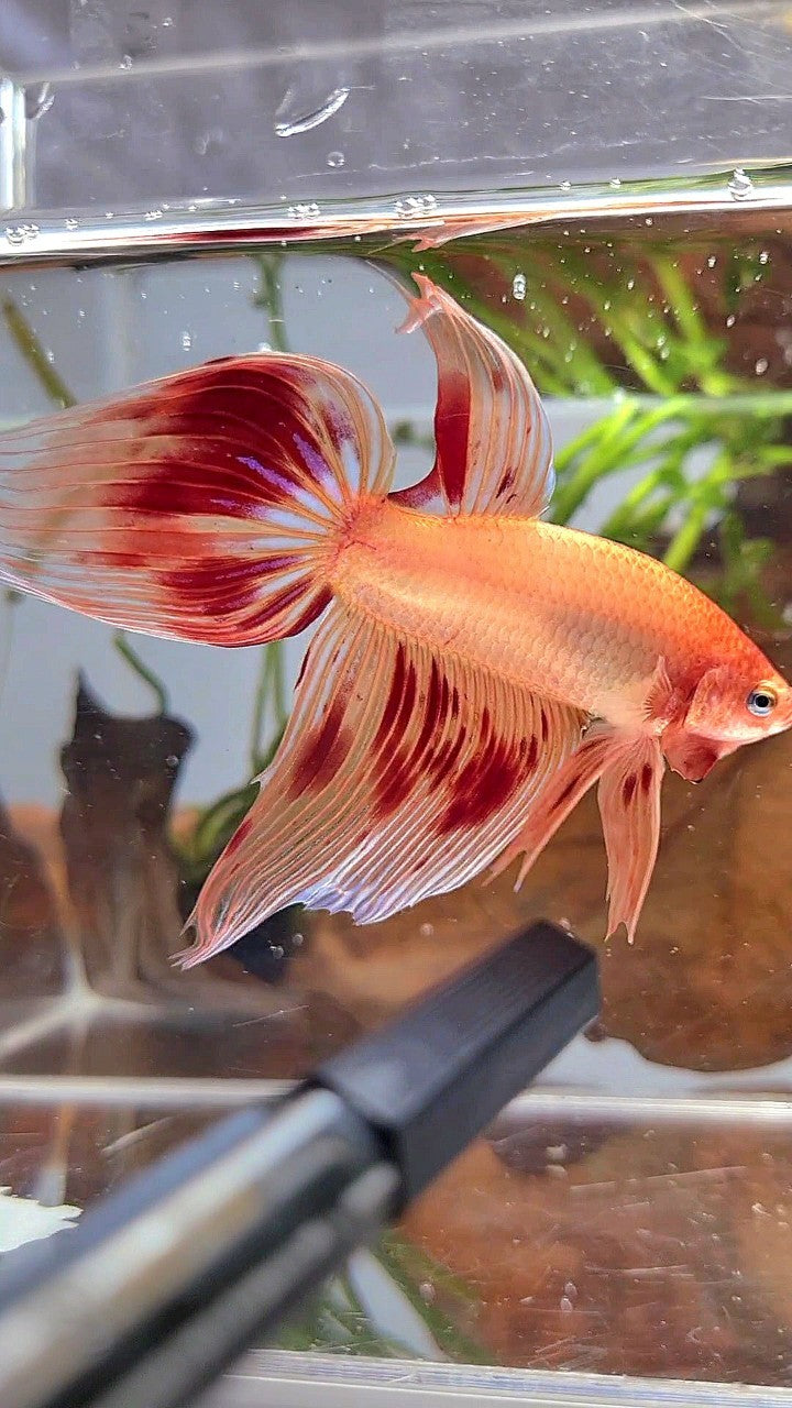 XL VEILTAIL ARMAGEDDON BETTA FISH