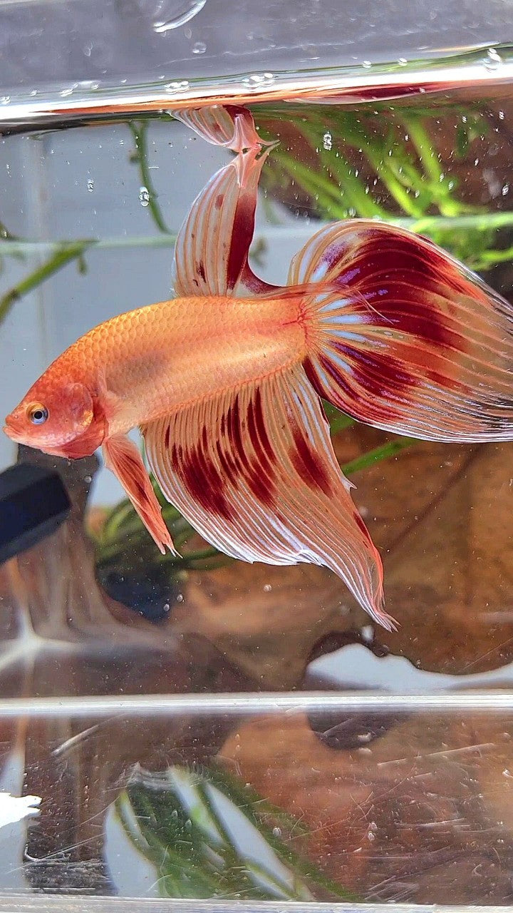 XL VEILTAIL ARMAGEDDON BETTA FISH