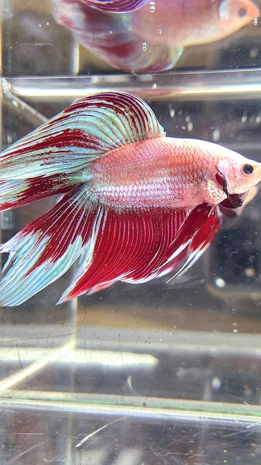 XL VEILTAIL DOUBLE TAIL RED MAGENTA BETTA FISH