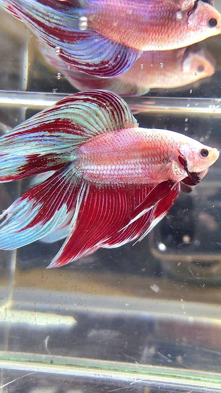 XL VEILTAIL DOUBLE TAIL RED MAGENTA BETTA FISH