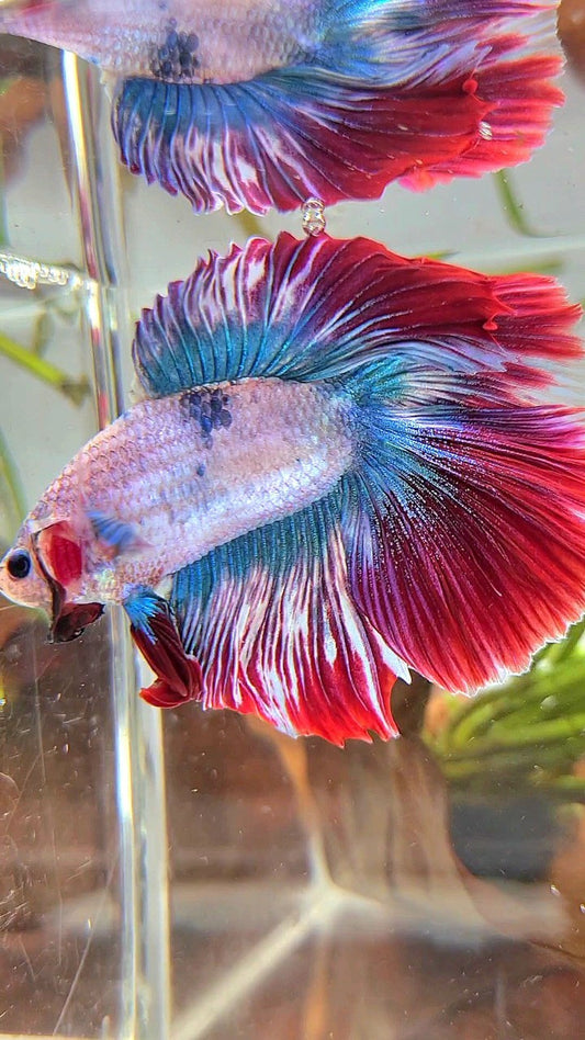 XXL HALFMOON DOUBLE TAIL ROSETAIL BLUE RED MASCOT BETTA FISH