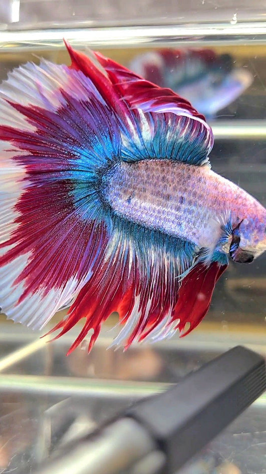 XL HALFMOON DOUBLE TAIL BLUE RED MASCOT WAROCHAI BETTA FISH