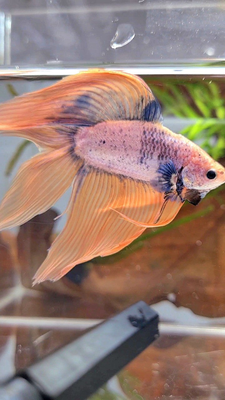 XL VEILTAIL DOUBLE TAIL ORANGE BLUE MASCOT BETTA FISH