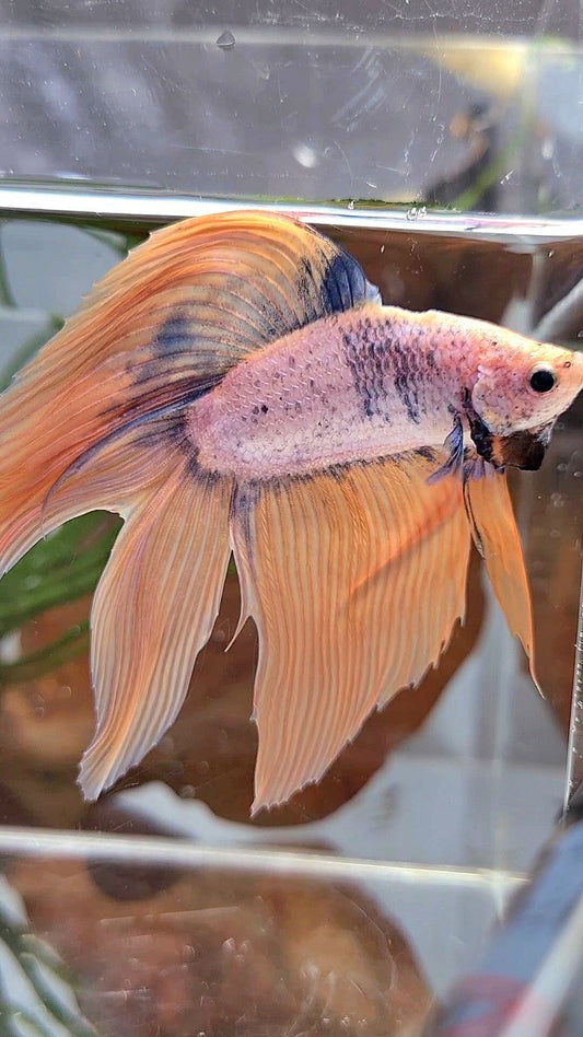 XL VEILTAIL DOUBLE TAIL ORANGE BLUE MASCOT BETTA FISH