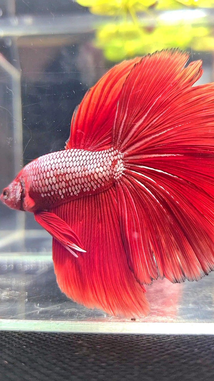 Red Fancy Betta XL HALFMOON RED FANCY BETTA FISH – Rare