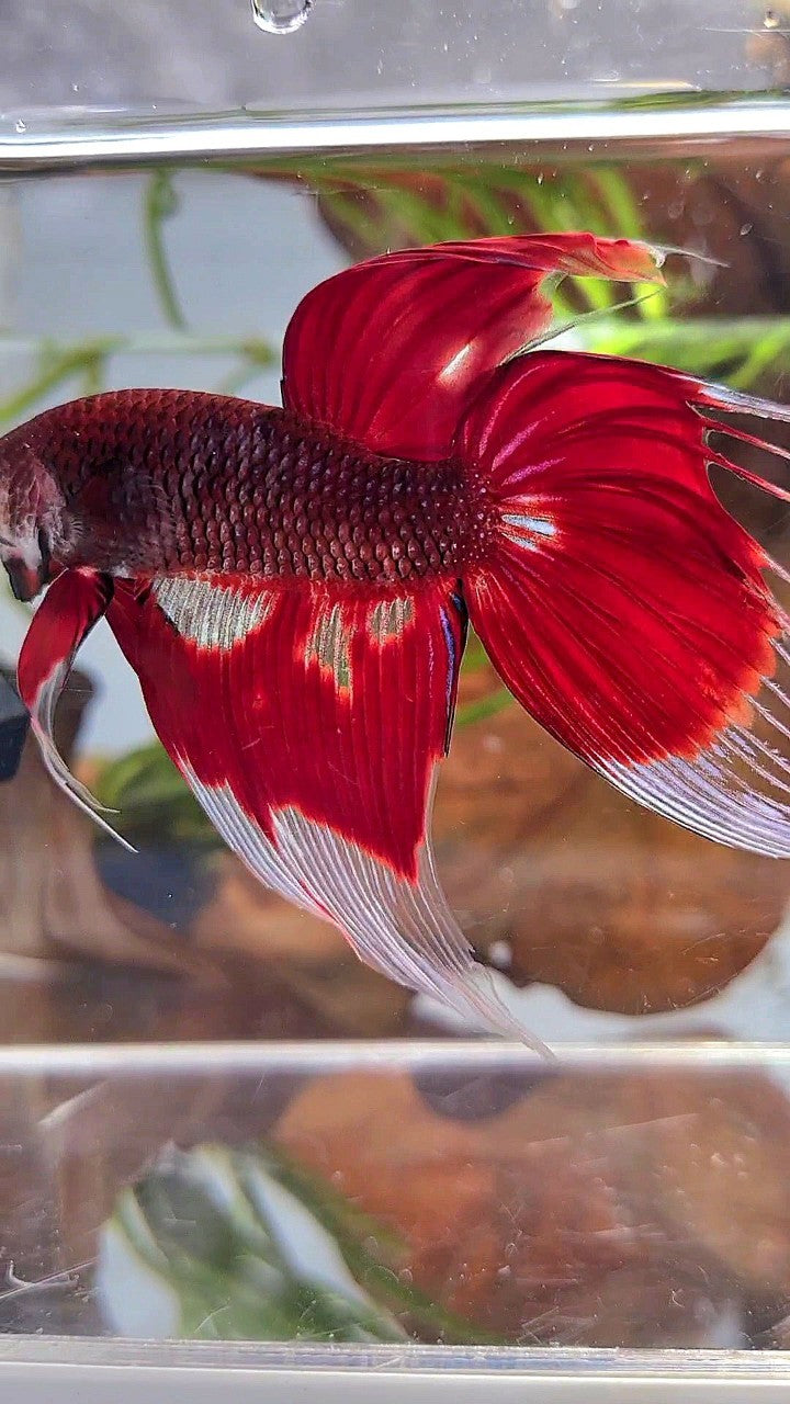 XL VEILTAIL RED AOC UNIQUE PATTERN BETTA FISH