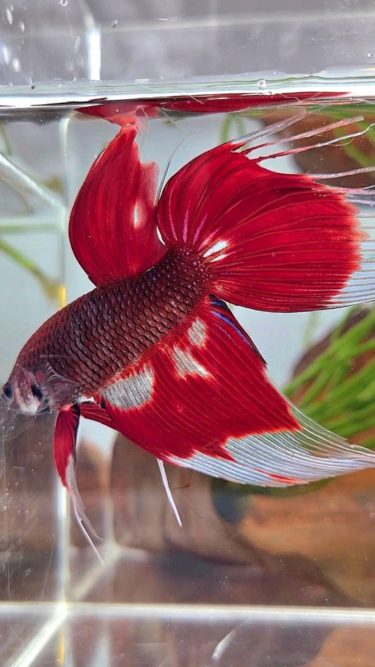 XL VEILTAIL RED AOC UNIQUE PATTERN BETTA FISH