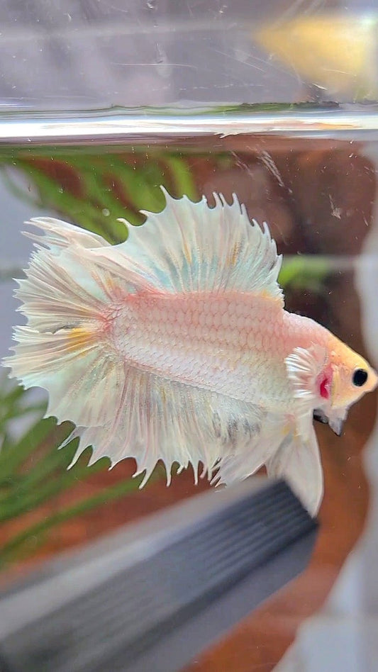 CROWNTAIL PLAKAT DOUBLE TAIL BIG EAR WHITE PLATINUM BETTA FISH