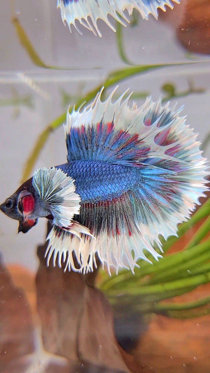 CROWNTAIL DUMBO EAR BLUE GREEN TURQUOISE BUTTERFLY BETTA FISH