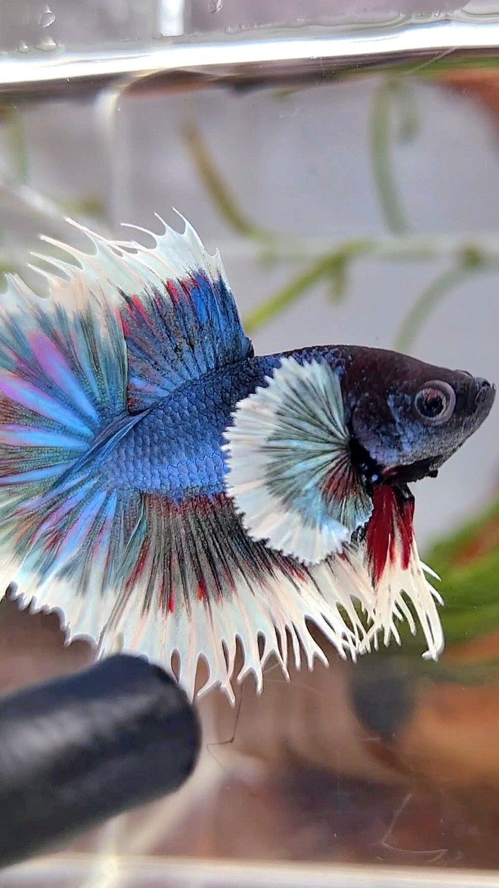 CROWNTAIL DUMBO EAR BLUE GREEN TURQUOISE BUTTERFLY BETTA FISH