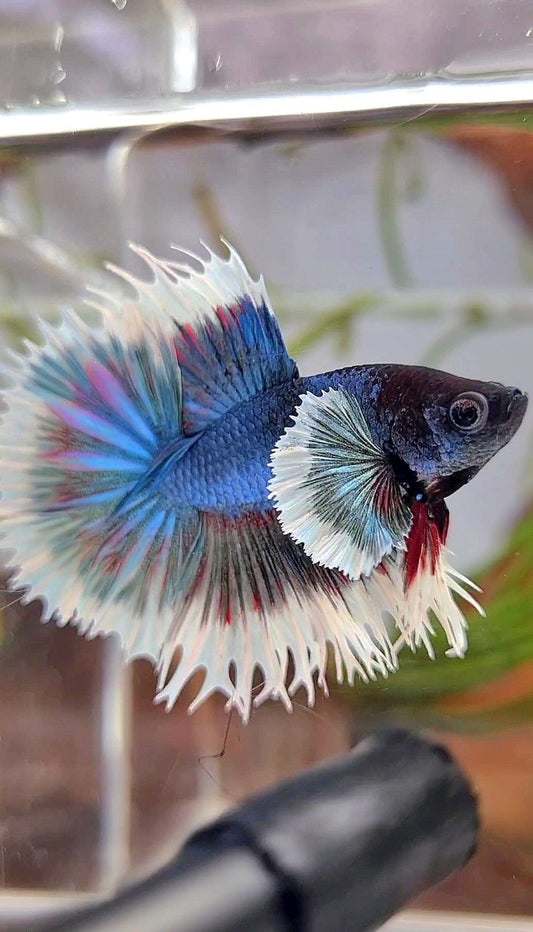 CROWNTAIL DUMBO EAR BLUE GREEN TURQUOISE BUTTERFLY BETTA FISH