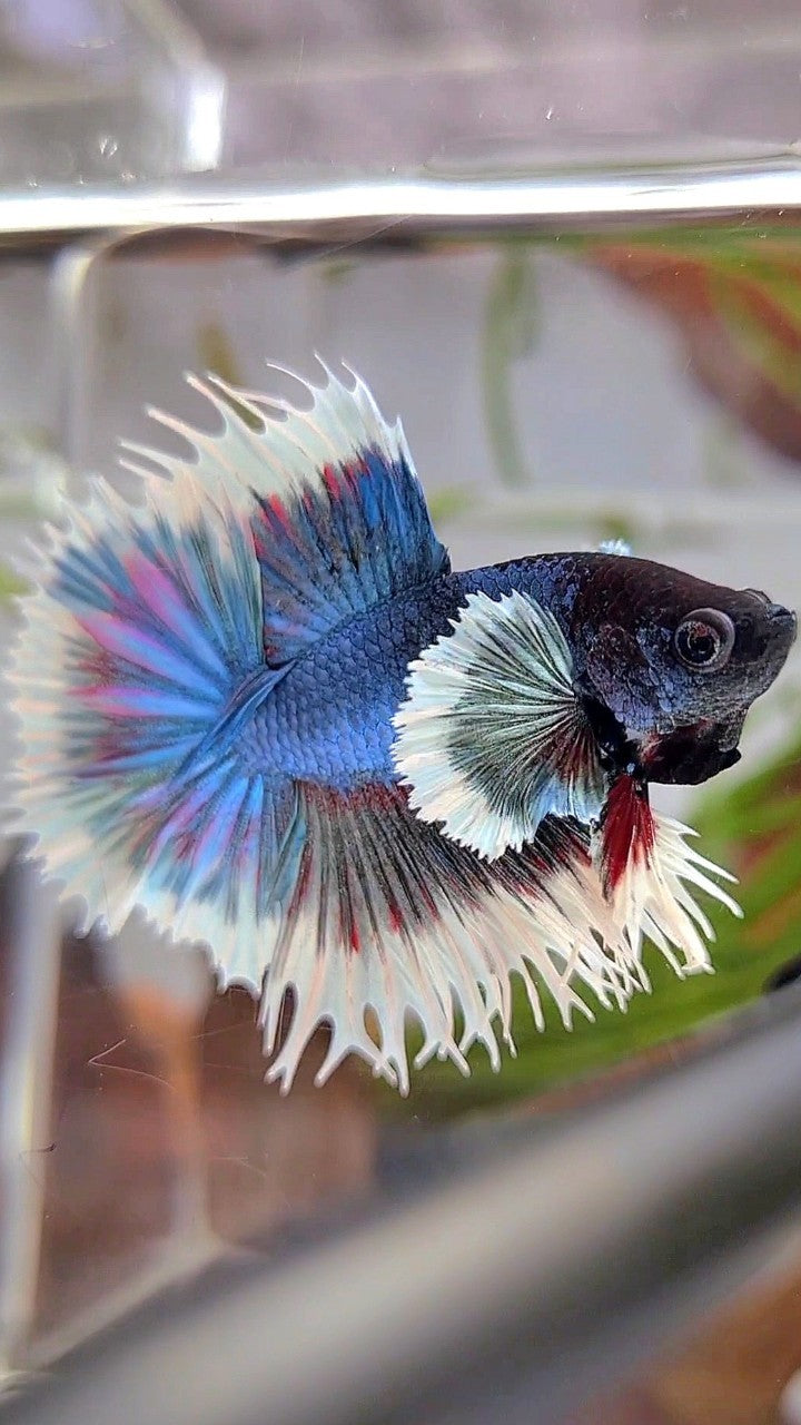 CROWNTAIL DUMBO EAR BLUE GREEN TURQUOISE BUTTERFLY BETTA FISH