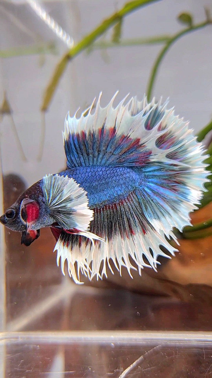 CROWNTAIL DUMBO EAR BLUE GREEN TURQUOISE BUTTERFLY BETTA FISH
