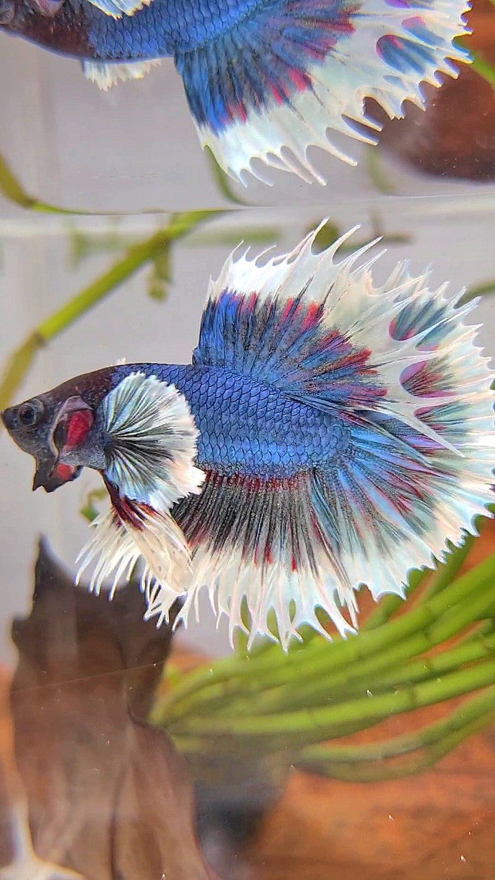 CROWNTAIL DUMBO EAR BLUE GREEN TURQUOISE BUTTERFLY BETTA FISH
