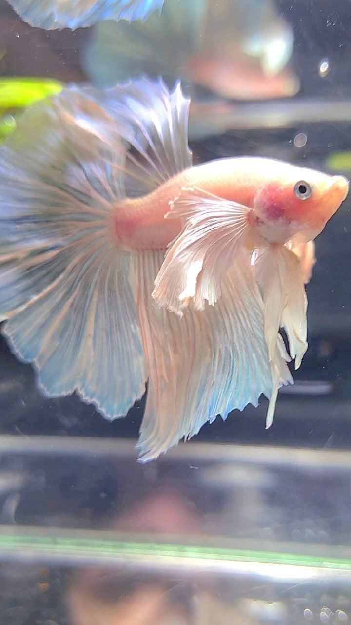 HALFMOON SUPER DUMBO EAR WHITE BETTA FISH