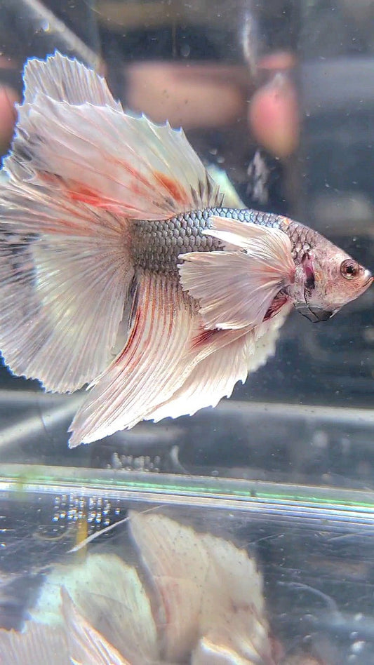 HALFMOON DUMBO EAR WHITE COPPER GREY BETTA FISH