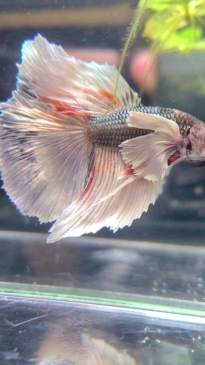 HALFMOON DUMBO EAR WHITE COPPER GREY BETTA FISH